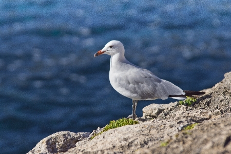 Bird fly sea gull Photo