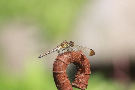 Foto Capung serangga dan damseflies
 fotografi makro
