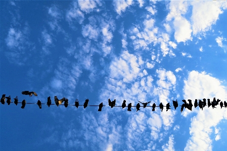 Birds sky clouds nature Photo