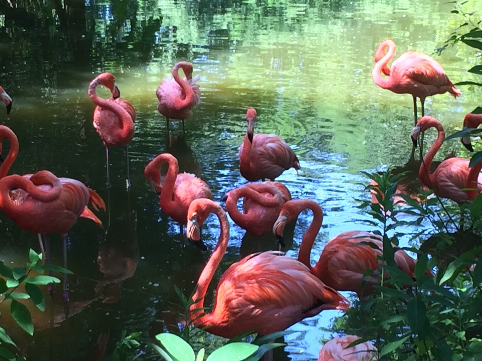 Alami burung flamingo bertulang belakang
