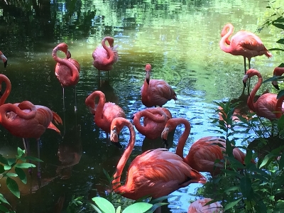 Natural bird flamingo vertebrate Photo