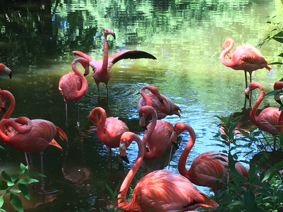 Natural pájaro flamenco vertebrado
