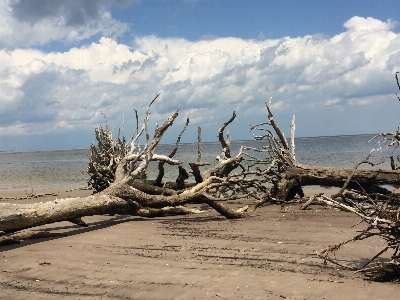 Natural wood driftwood tree Photo