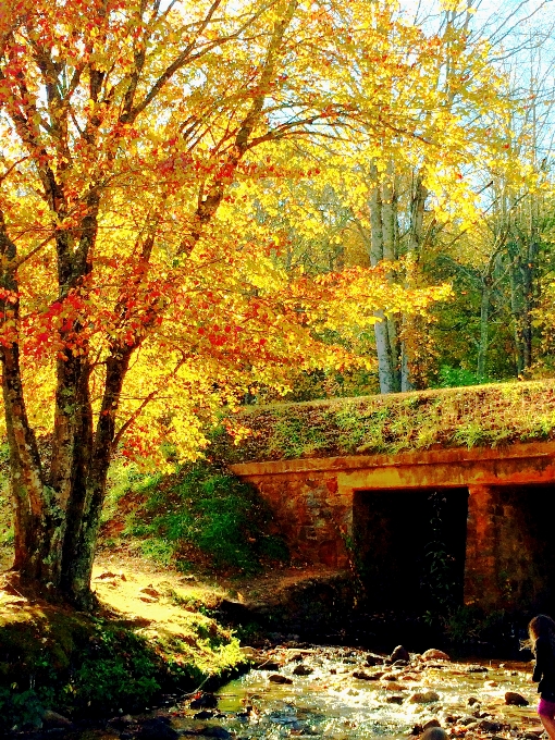 Naturale albero natura foglia