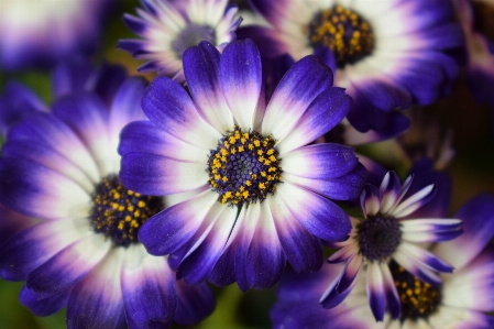 Flowers blue flower petal Photo