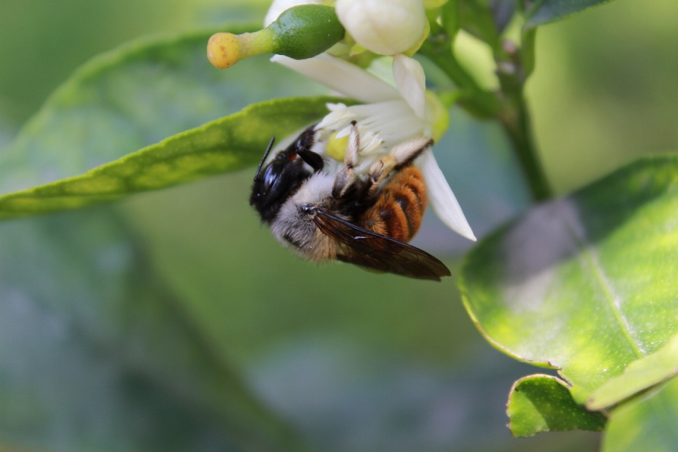 Abeille citronnier
 nature vert