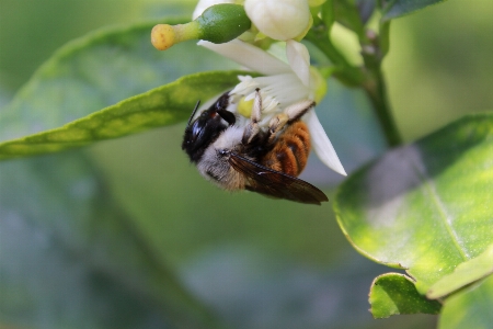 Bee lemon tree nature green Photo