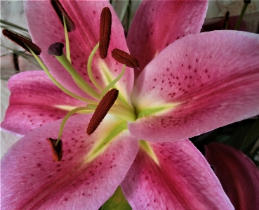 Flower pink nature minimalism Photo