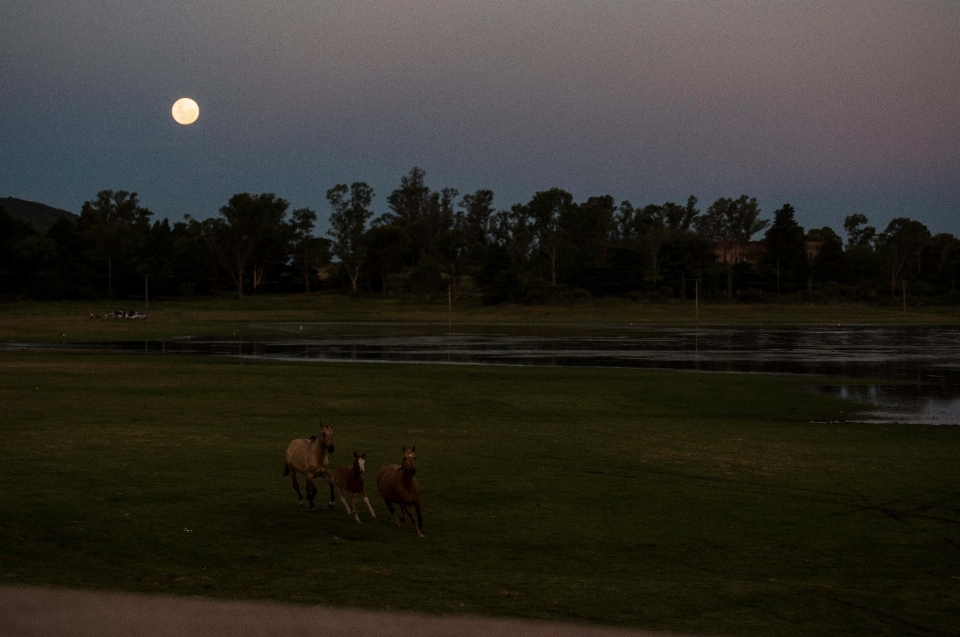 Natürlich himmel mond tierwelt