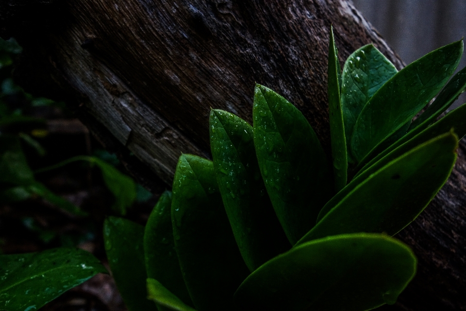 Natura visualizzazione ombre relax