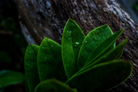 Nature view shadows relax Photo