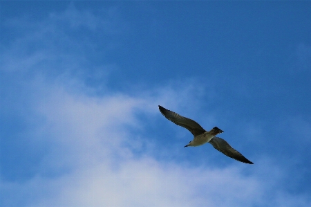 Photo Mouette lac nature eau