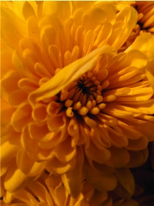 Flowers enlargement yellow orange Photo