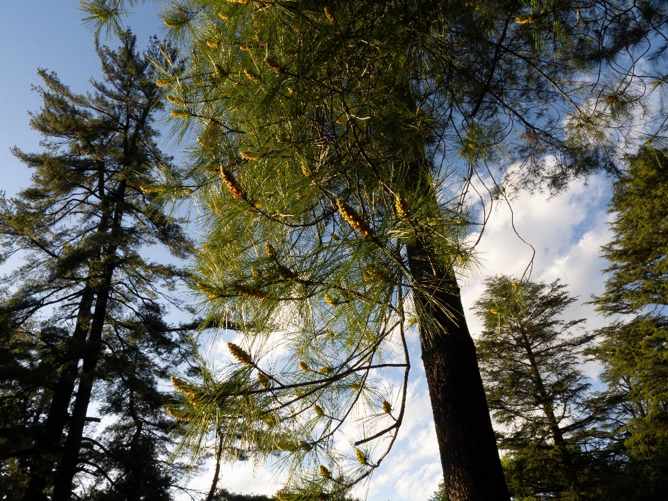 木 自然 空 木本植物
