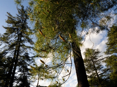 Tree nature sky woody plant Photo