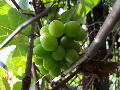 Green grape fruit tree plant Photo