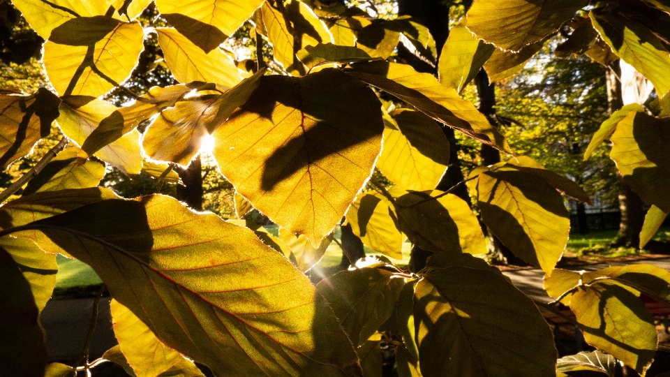 Leaves leaf yellow tree