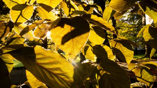 Blätter blatt gelb baum Foto