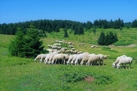 Sheep flock animal nature Photo