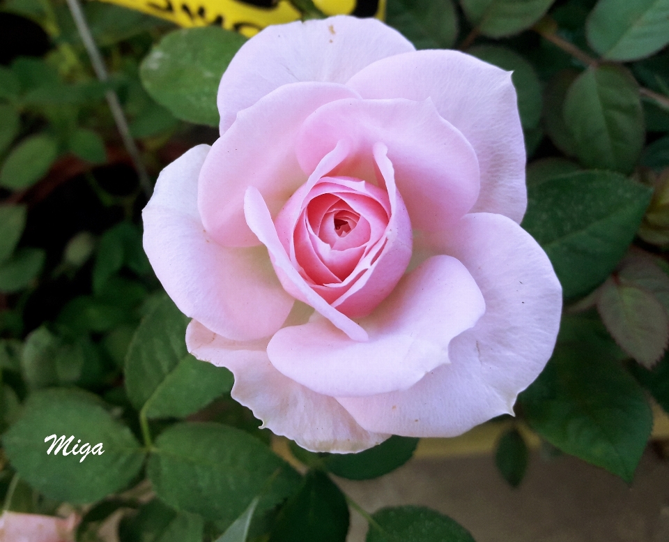 Rosa planta flor floreciendo
