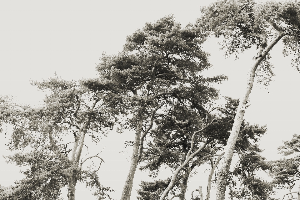 écossais
 pin des arbres arbre