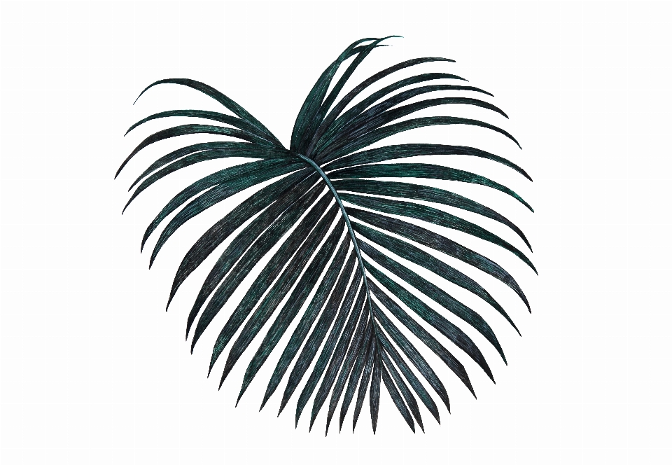 Palm leaf black dark