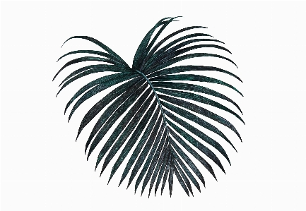 Palm leaf black dark Photo