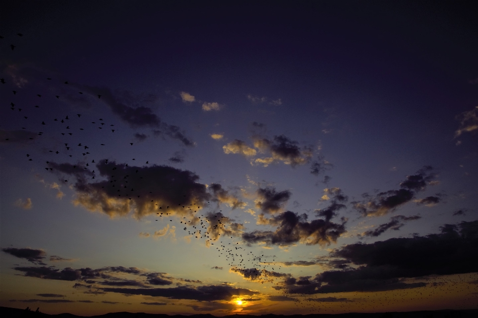 Tramonto uccelli natura sera