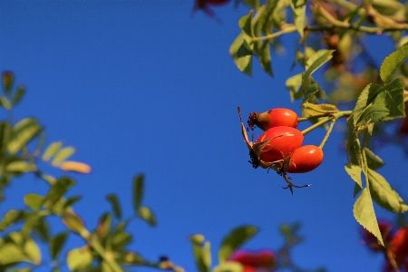 Foto Rosa mosqueta fruta natureza terra