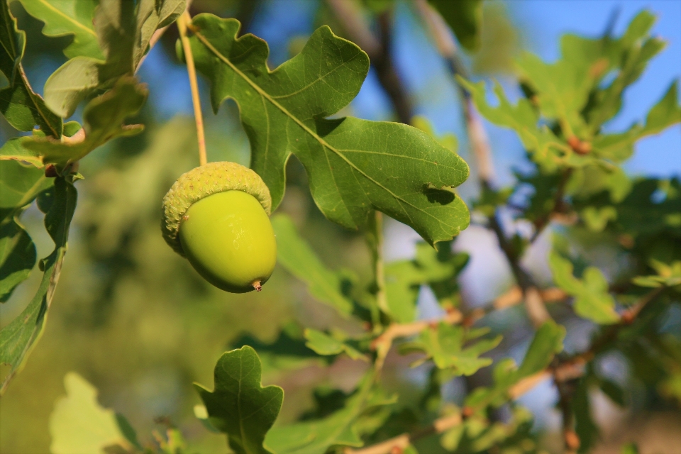 Acorn fruit leaf twig