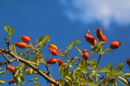 Rosehip fruit nature land Photo