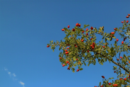 Foto Pinggul mawar buah alam tanah