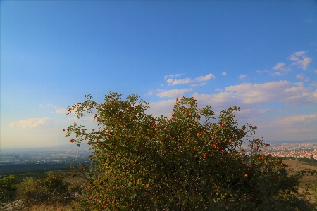 Rosehip fruit nature land Photo