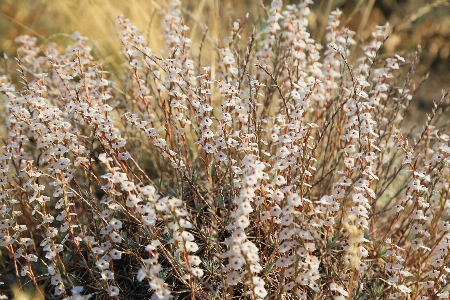 Foto Erbe aromatiche fiori natura terra