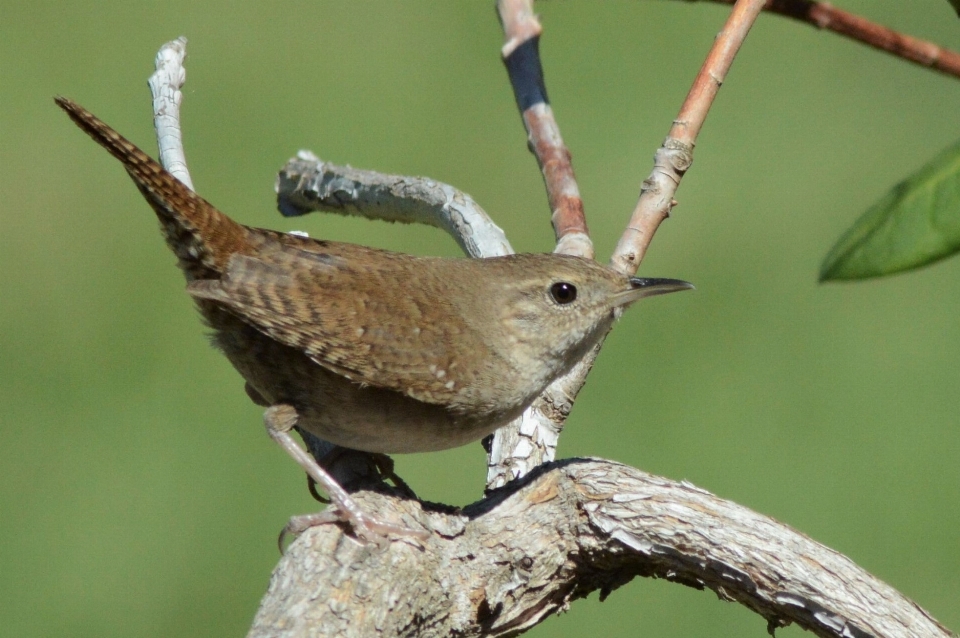 Vogel schnabel zaunkönig
 bewicks