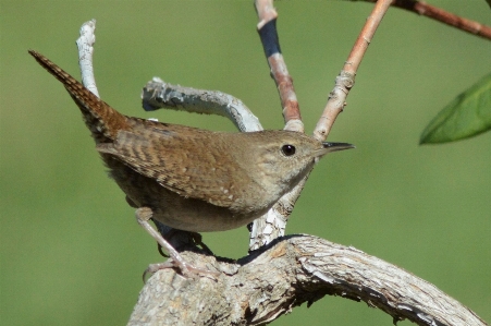 Bird beak house wren Photo