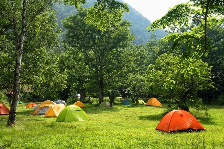 Tree camping natural landscape tent Photo