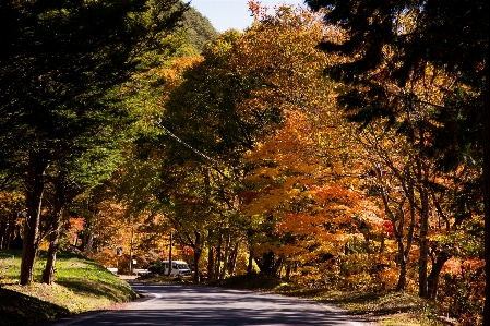 木 葉 自然 自然の風景
 写真