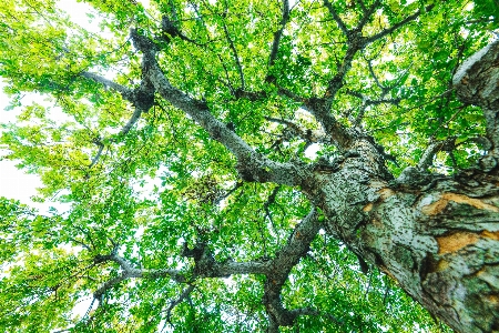 Tree branch plant green Photo