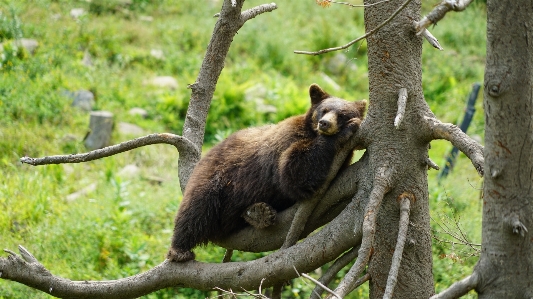 Bear cinnamon mammal animal Photo