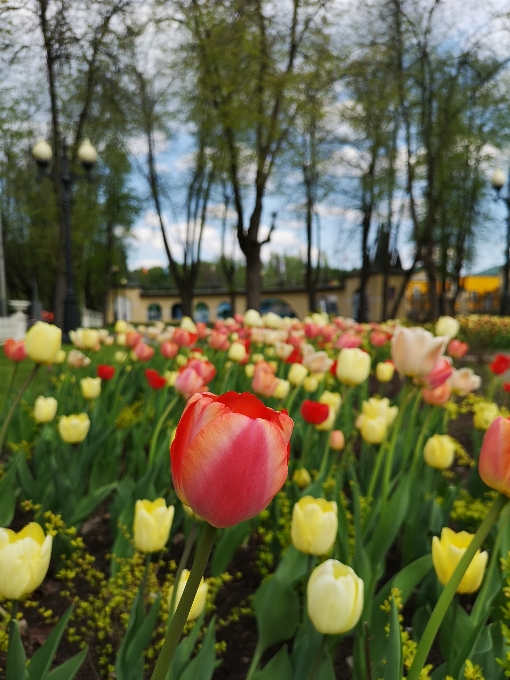 Tulipes moscou jardin jaune