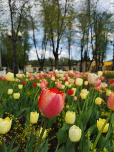 Tulips moscow garden yellow Photo