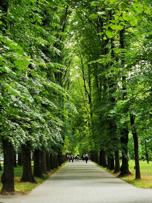 Trees park moscow russia