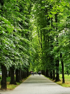 Trees park moscow russia Photo