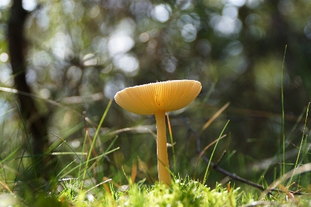 Foto Fungo paesaggio naturale
 ambiente giallo