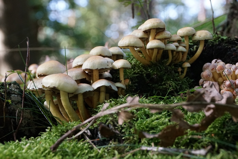 Cogumelos fungo
 agaricaceae
 cogumelo champignon
