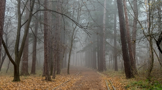 Foto Autunno
 foglie strada foresta