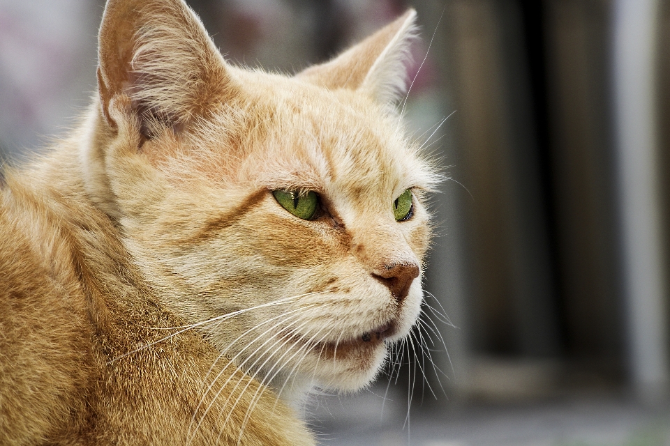 猫 哺乳類 脊椎動物
 ひげ
