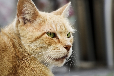 Foto Gato mamífero vertebrado
 bigodes
