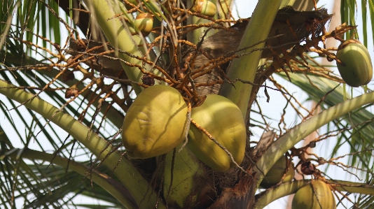 Tree coconut plant flower Photo